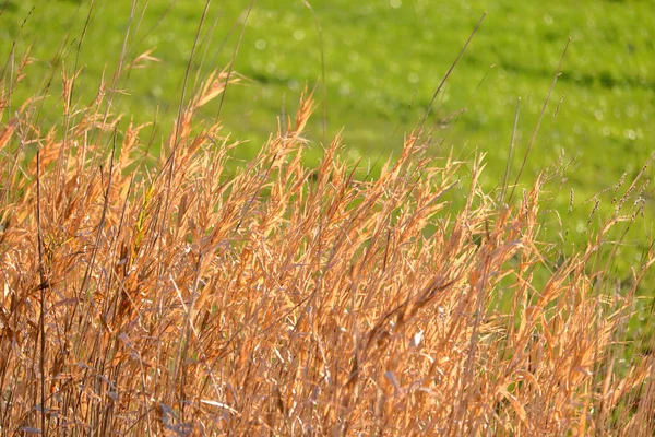 Vue Détaillée Des Lames Dorées Hautes Herbes Mûres Placées Contre — Photo