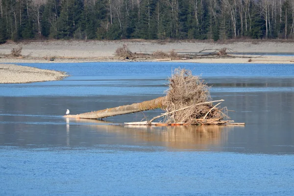 Shallow River Bed Winter Months Exposed Debris Water — Stock Photo, Image