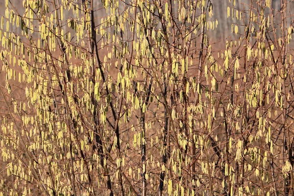 Regardez Près Détail Les Graines Noisette Motif Que Nature Crée — Photo