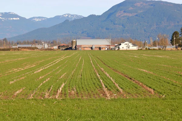 Ein Teppich Aus Grünem Gras Wächst Während Der Wintermonate Süd — Stockfoto