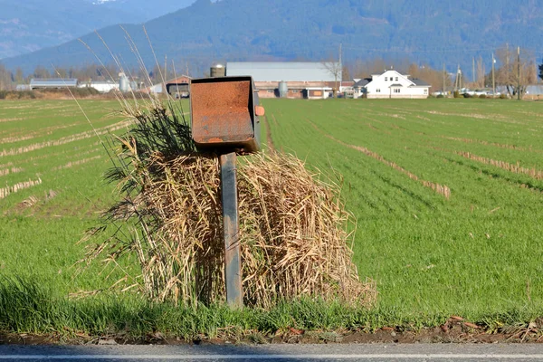 Rural Setting See Front View Old Rustic Mailbox Surrounded Overgrown — Stock Photo, Image