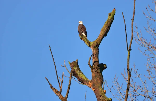 一个孤独但开放的美国成年秃鹰找到了狩猎的完美有利位置 — 图库照片