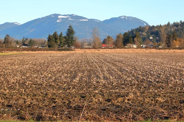 冬の間に広い 風景を冬トウモロコシの無精ひげと収穫のフィールドの表示 — ストック写真