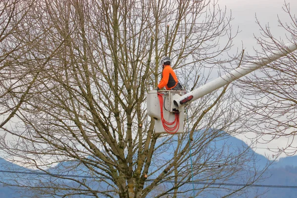 An arborist, tree surgeon, or arboriculturist, stands in a bucket that hovers a thick cluster of tree branches that will soon be cut and trimmed.