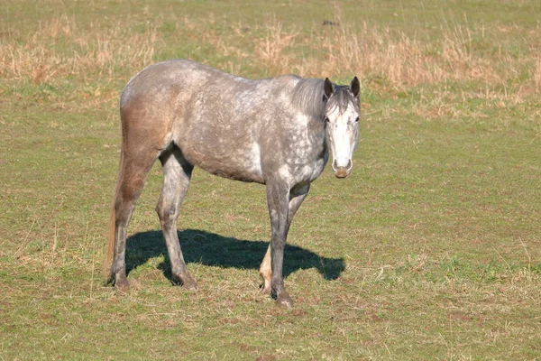 Full High Angle Profile View Old Grey Mare Standing Meadow — Stock Photo, Image