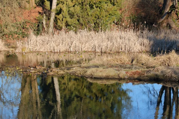 Wide Straight View Vegetation Including Bulrushes Pine Needle Trees Growing — Stock Photo, Image