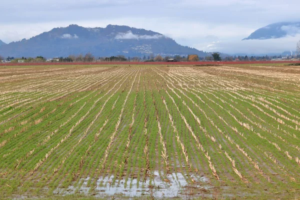 Mezőgazdasági Földterület Amely Több Termés Változatokkal Így Kukorica Teljes Során — Stock Fotó