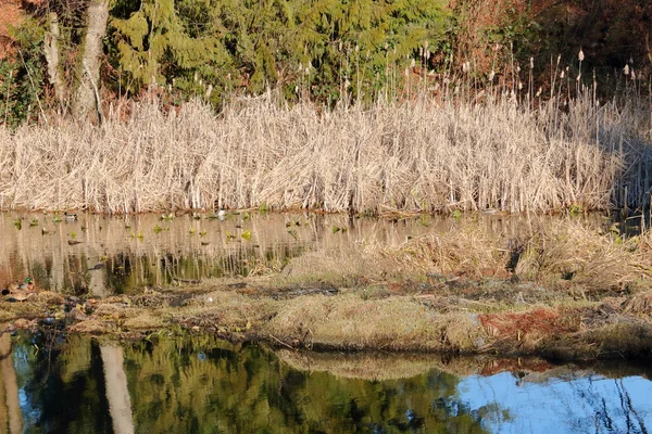 Straight View Vegetation Including Bulrushes Pine Needle Trees Growing Side — Stock Photo, Image