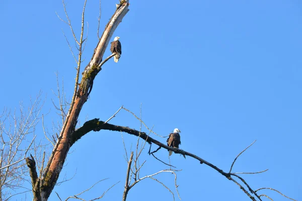 一只成年雄性秃鹰栖息在他的伴侣上方 栖息在古老的枯木上 在那里他们可以很容易地调查自己的狩猎领地 — 图库照片