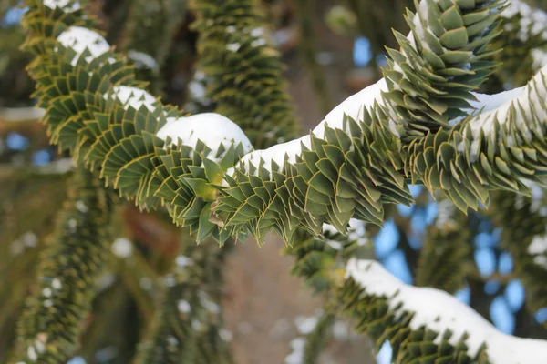 Close Detailed View Monkey Tree Branch Covered Layer Snow — Stock Photo, Image