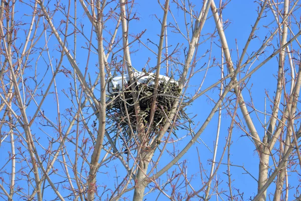 Nahaufnahme Eines Großen Vogelnestes Das Den Baumzweigen Die Den Wintermonaten — Stockfoto