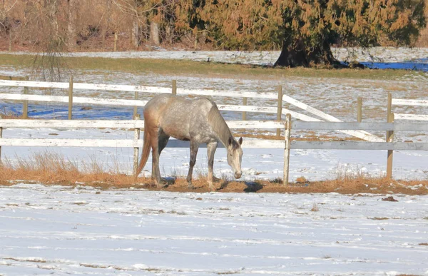 Eine Alte Schimmelstute Hat Geschafft Auf Einer Schneebedeckten Weide Einen — Stockfoto