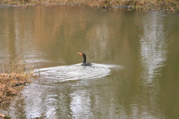 Wide View Adult Cormorant Swimming Pond Right Left — Stock Photo, Image