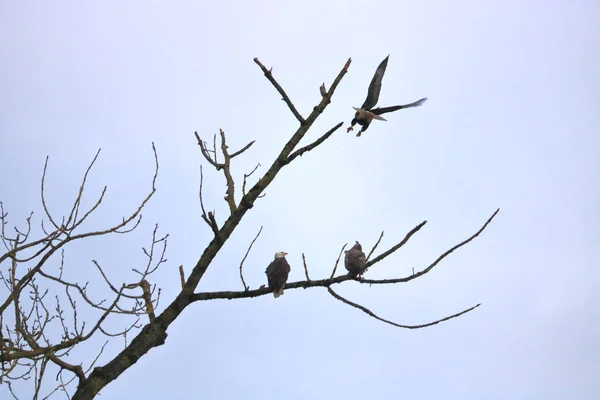 남성을 Swoops으로 짝짓기 대머리 독수리의 공격적인 — 스톡 사진