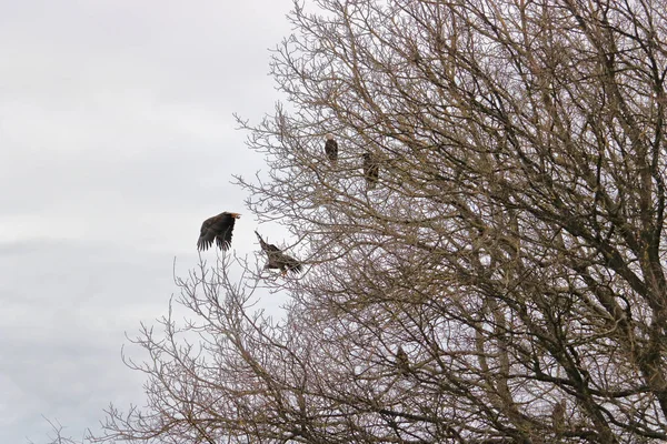 Aigles Saison Des Amours Les Pygargues Tête Blanche Rassemblent Dans — Photo