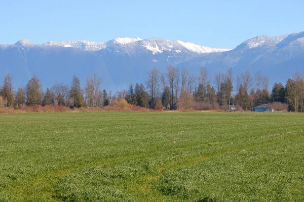 Beautiful Green Carpet Thick Grassland British Columbia Canada Fraser Valley — стоковое фото