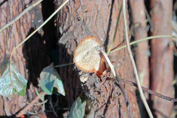 Vista Próxima Ramo Cedro Depois Ter Sido Cortado Durante Poda — Fotografia de Stock