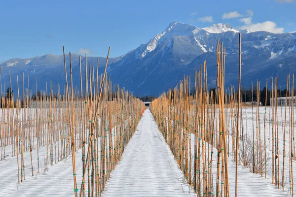 Bambusové Tyče Používá Podpoře Zeleniny Plody Révy Stojí Krásném Údolí — Stock fotografie