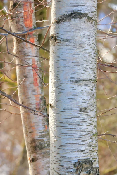 Sluiten Van Verticale Weergave Van Berkenschors Patroon Markeringen Witte Boomstam — Stockfoto