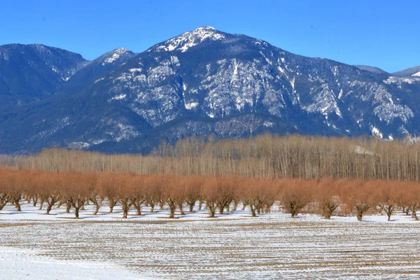 Wide Landscape View Hazelnut Grove Valley Cold Canadian Winter Months — Stock Photo, Image