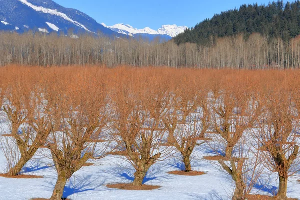 Vista Vicino Frutteto Nocciole Una Valle Durante Freddi Mesi Invernali — Foto Stock