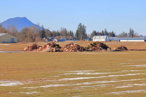 Vue Générale Des Débris Hiver Recueillis Préparés Pour Être Brûlés — Photo