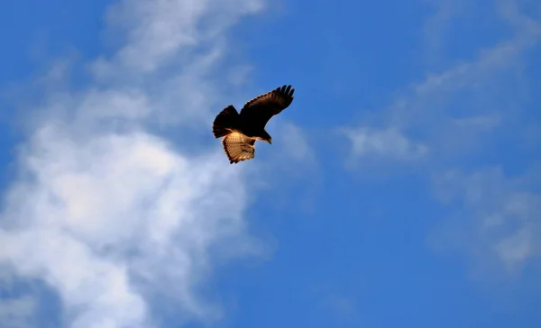 Sabah Erken Kış Işık Kızdırma Uçuş Yetişkin Bir Hawk Aydınlatır — Stok fotoğraf