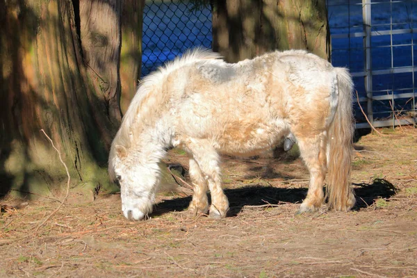 Vista Perfil Pobremente Arreglado Sucio Pony Shetland Macho Pie Tierras —  Fotos de Stock