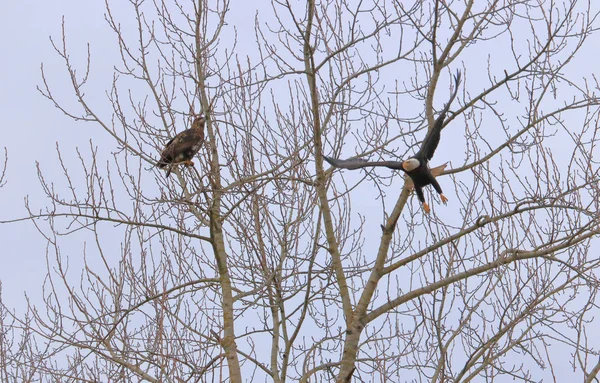 Golden Eagle Watches American Bald Eagle Launches Bare Tree Spring — Stock Photo, Image