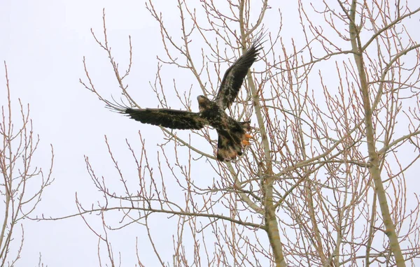 Águila Dorada Con Envergadura Ala Completa Mientras Lanza Ramas Árbol —  Fotos de Stock