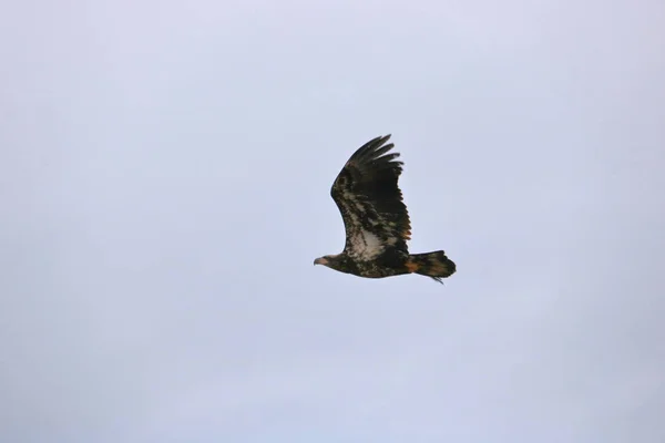 Full Profile View Golden Eagle Flight Set Monochrome Background — Stock Photo, Image