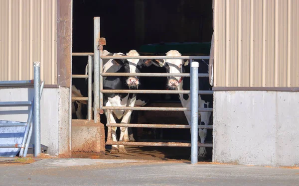 Entrada Emoldurada Duas Vacas Leiteiras Adultas Enjauladas Atrás Barras Metal — Fotografia de Stock