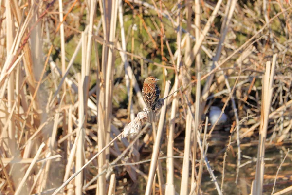 Rock Sparrow Also Known Petronia Sparrow Seen Perched Winter Bulrushes — Stock Photo, Image