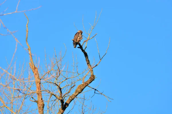 Vue Large Aigle Royal Perché Sur Une Branche Hiver Nue — Photo