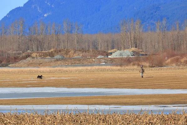 Weids Uitzicht Van Een Hond Die Een Gewonde Canada Goose — Stockfoto