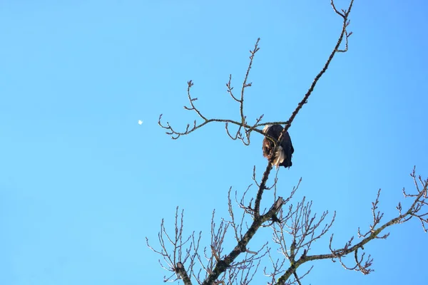 Small Single White Feather Drifts Away Form Eagle Perched Bare — Stock Photo, Image