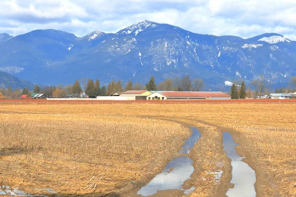 Champ Printanier Herbe Pluie Imbibé Pistes Agricoles Mène Une Ferme — Photo