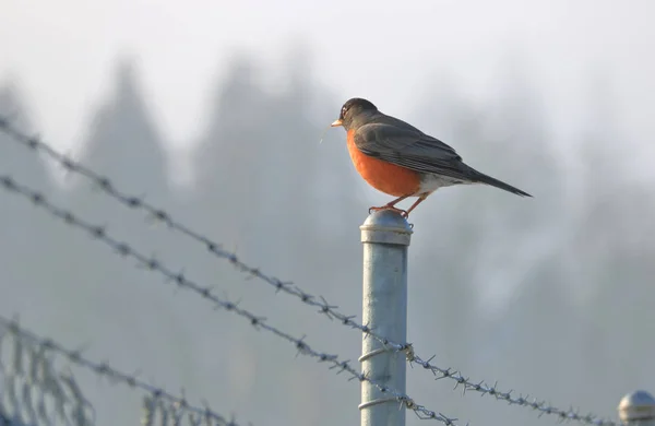 One Most Recognizable Birds Red Breasted Robin Stands Metal Fence — Stock Photo, Image