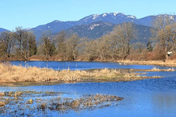 Stock image A man made lake and the new ecosystem that develops and flourishes when untouched. 