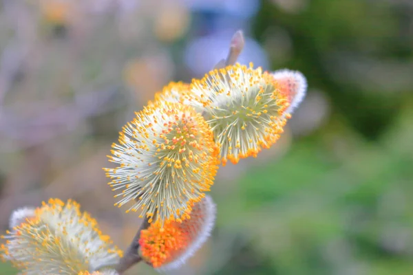 Vue Rapprochée Détaillée Des Bourgeons Printaniers Sur Saule — Photo