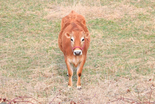 Bir Genç Bridled Jersey Süt Ineği Ayakta Onu Arazide Geniş — Stok fotoğraf