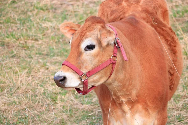 Yakın Jersey Süt Ineği Ayakta Onu Arazide Bir Genç Görünümünü — Stok fotoğraf