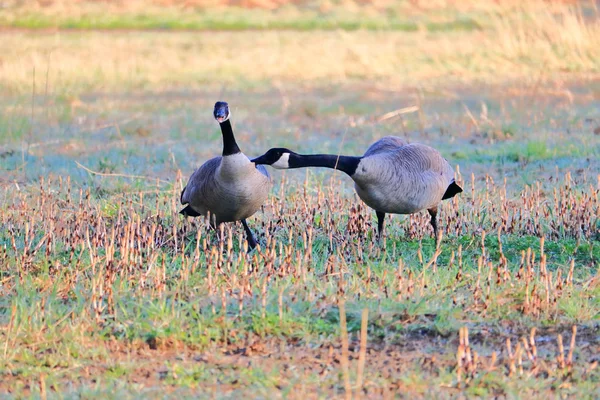 Behavior Canada Geese Mating Season Male Adult Aggressively Reaches Out — Stock Photo, Image