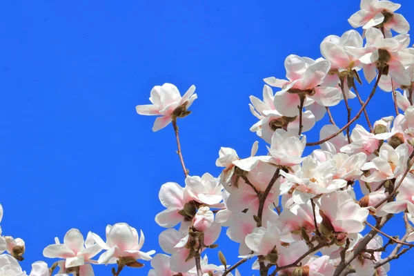 Vue Rapprochée Détaillée Des Fleurs Pomme Rose Dressées Contre Ciel — Photo