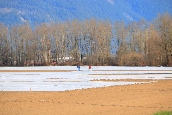 Les Agriculteurs Aménagent Des Acres Plastique Pour Couvrir Les Terres — Photo