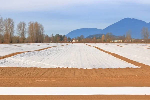 Acri Terreno Agricolo Copertura Plastica Seminato Con Erba Creare Effetto — Foto Stock