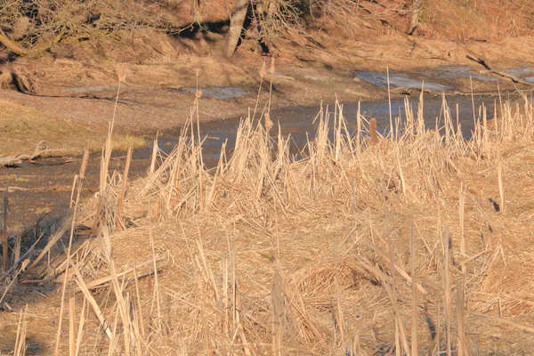 Kalın Güneşli Nehir Çimen Geç Kış Erken Bahar Mevsimi Sırasında — Stok fotoğraf