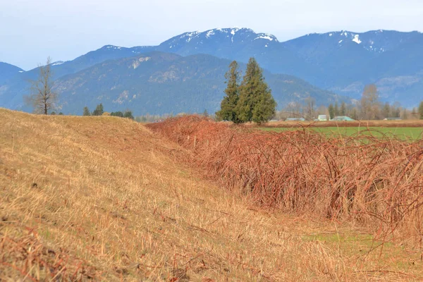 Vue Panoramique Une Digue Artificielle Mûriers Évasifs Qui Ont Été — Photo