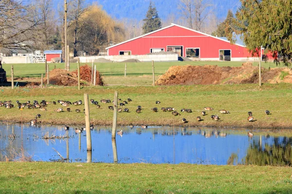 Chuvas Fortes Água Parada Criaram Uma Lagoa Conveniente Temporária Para — Fotografia de Stock