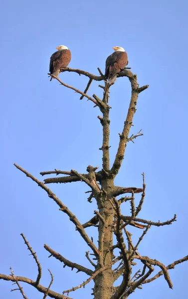 Verticale Weergave Van Een Paar Amerikaanse Bald Eagles Met Grotere — Stockfoto